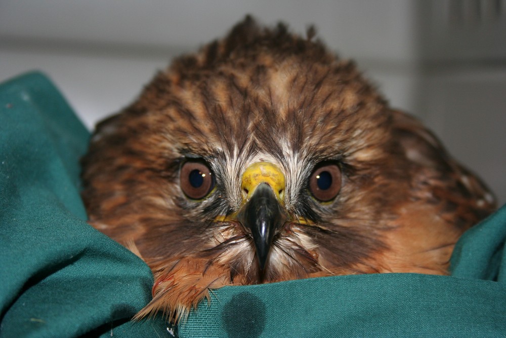 Red-shouldered hawk