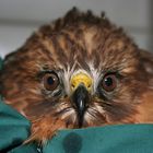 Red-shouldered hawk