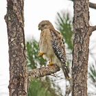 Red Shouldered Hawk