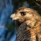 Red Shouldered Hawk