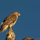 Red Shouldered Hawk