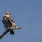 Red Shouldered Hawk