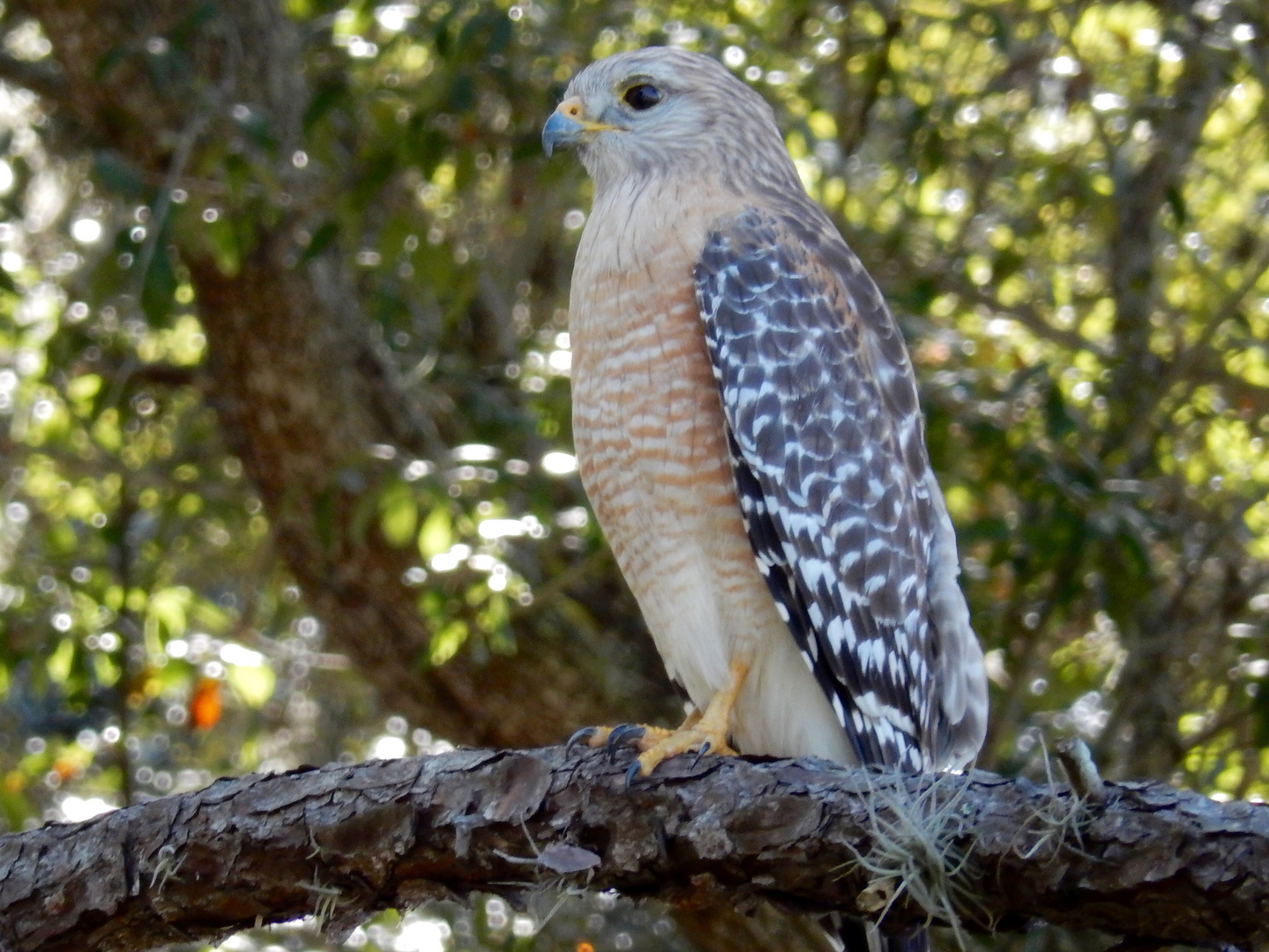 Red-shouldered Hawk on Amberly