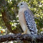 Red-shouldered Hawk on Amberly