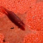 red shrimp