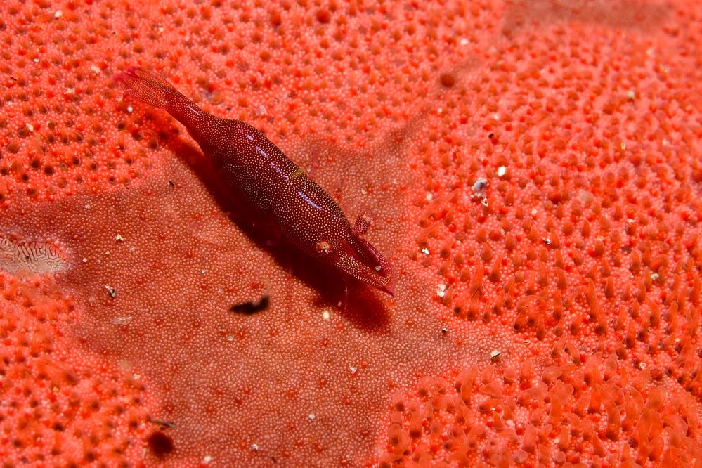 red shrimp