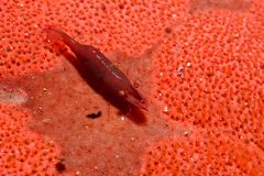 red shrimp