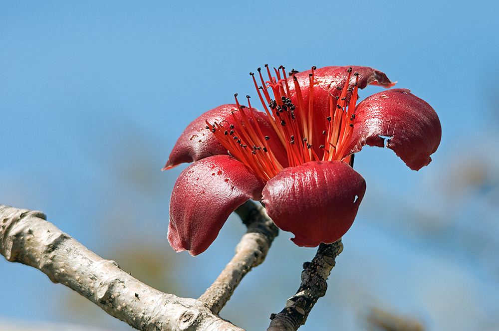 Red Silk Cotton Tree flower