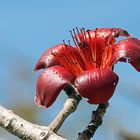 Red Silk Cotton Tree flower