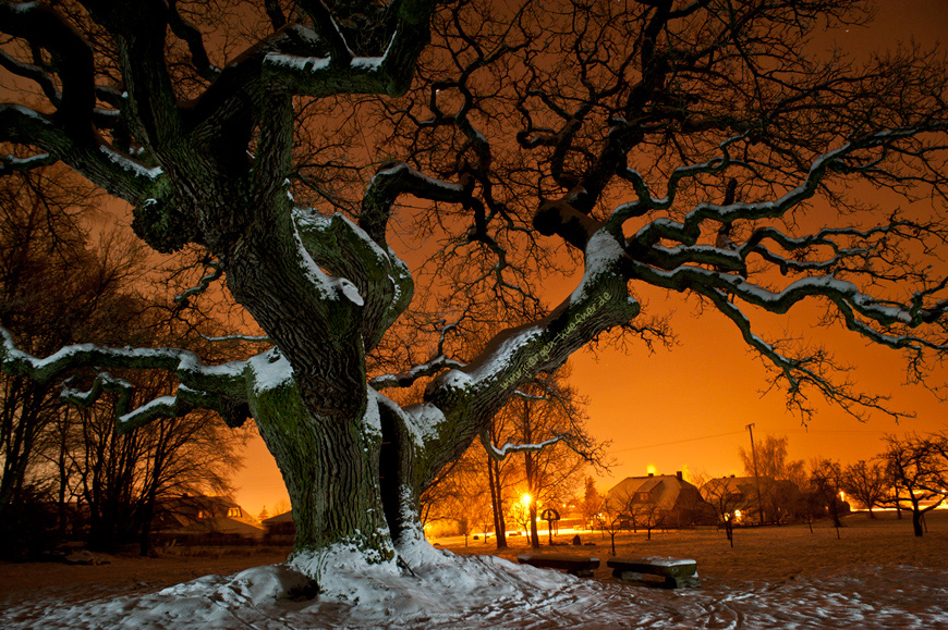 red sky oak