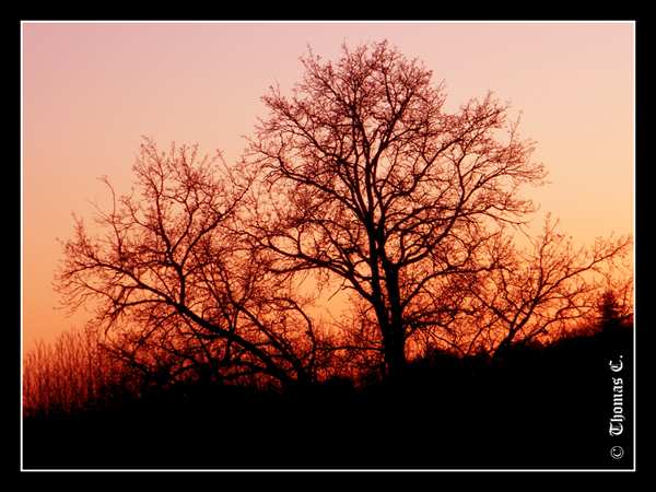 Red sky on the tree