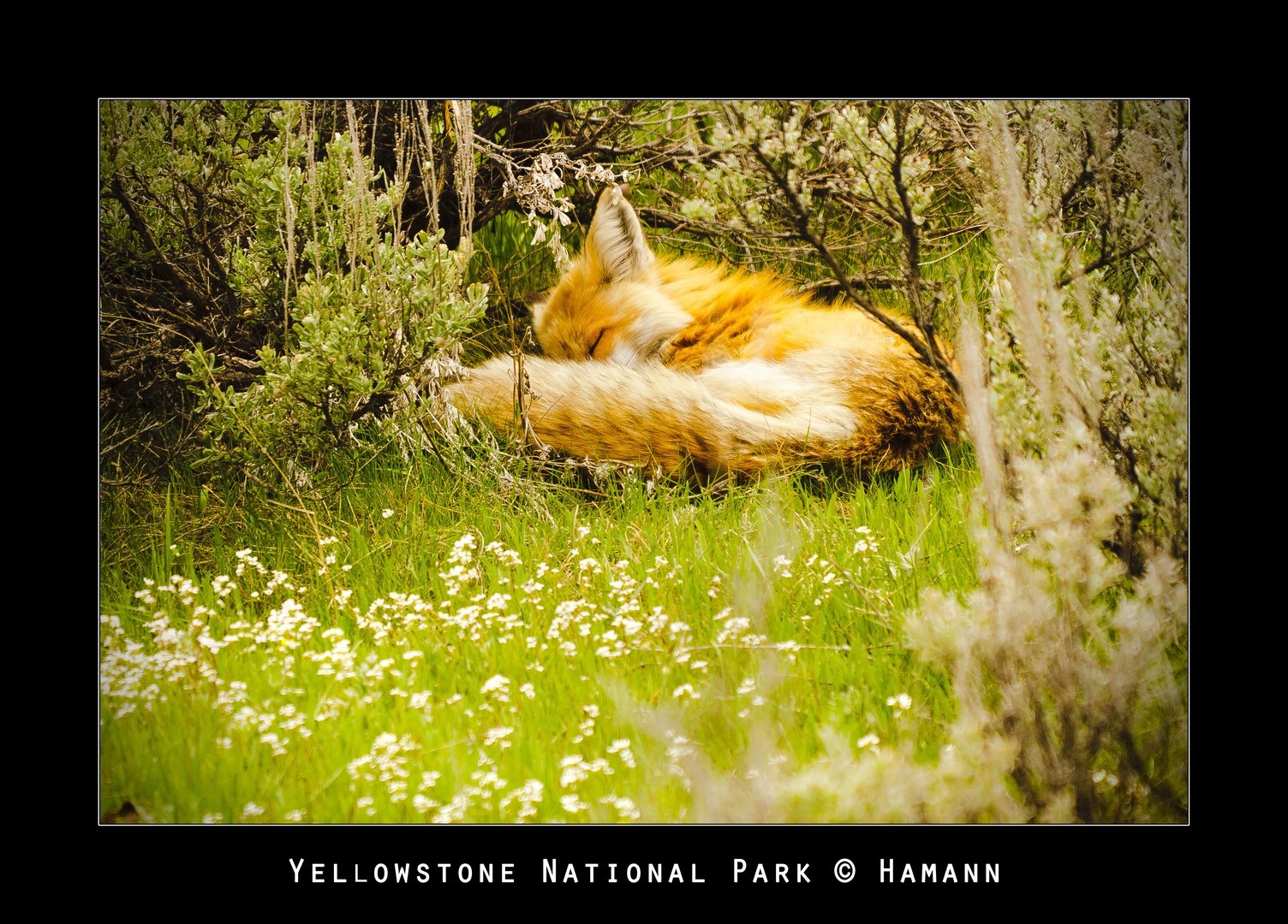 Red sleeping Fox