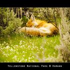 Red sleeping Fox