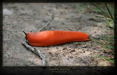 Red Slug Obstacle Park