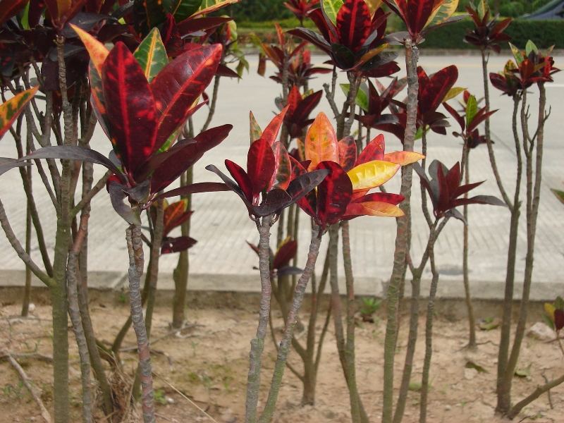 Red Small trees