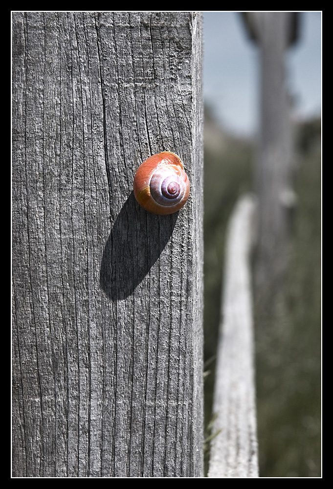 Red Snail