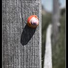 Red Snail