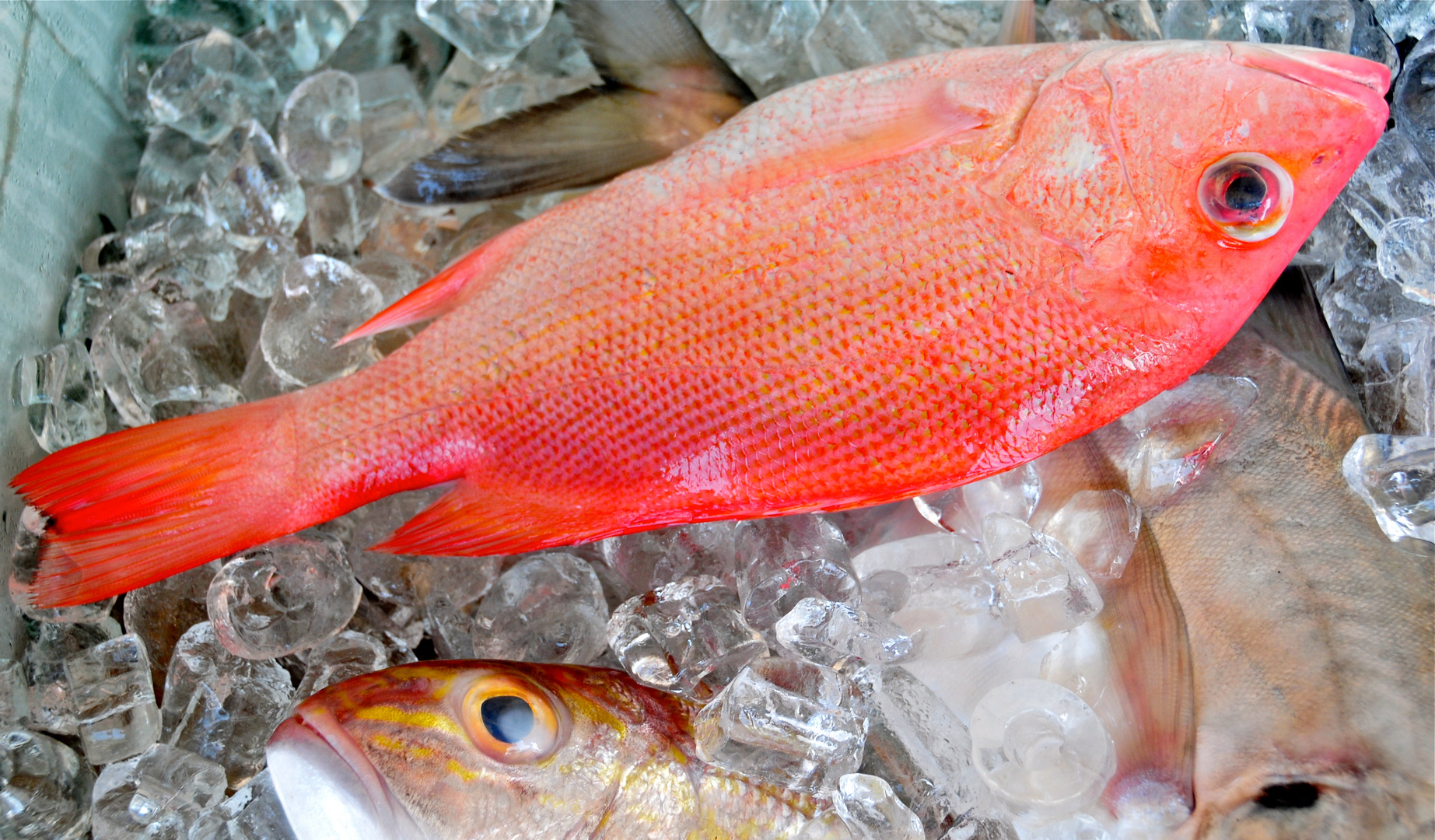 Red Snapper ... bevor er am Grill landete