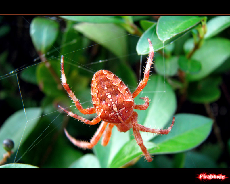 Red Spider