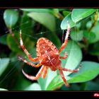 Red Spider