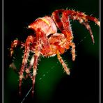 Red Spider