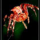 Red Spider