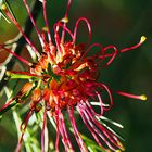 red spider flower