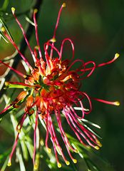 red spider flower