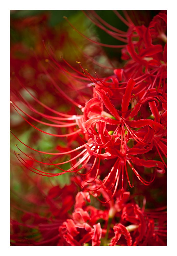 Red Spider lily-2