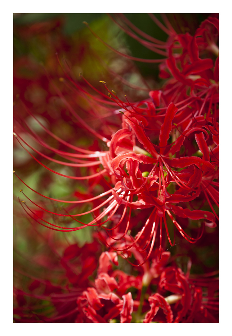 Red Spider lily-2