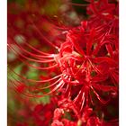 Red Spider lily-2