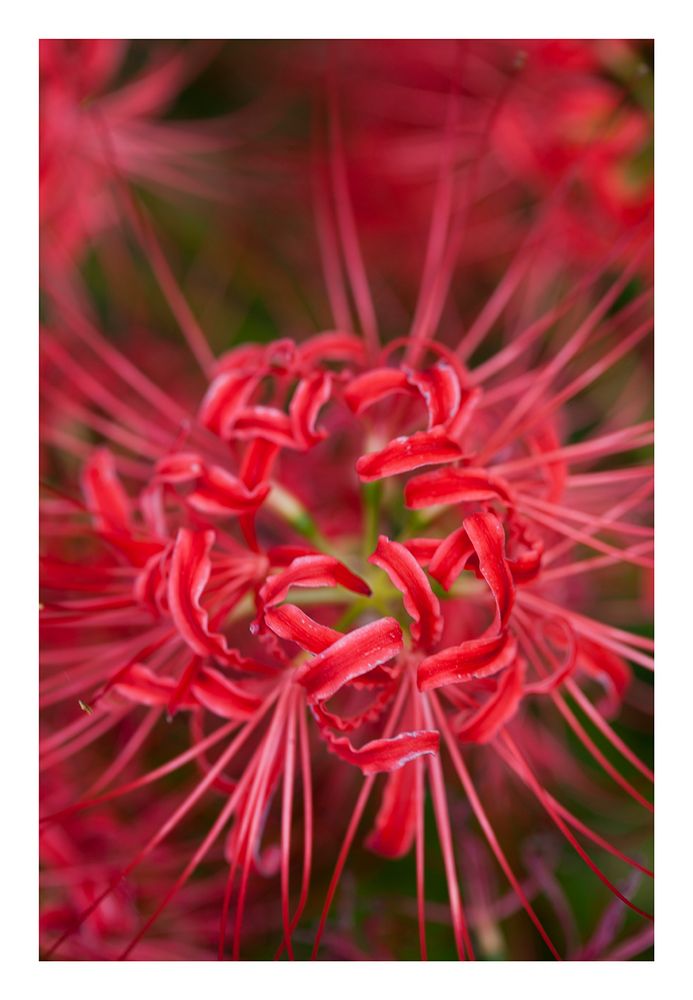 Red Spider lily-3