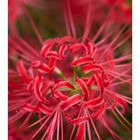 Red Spider lily-3