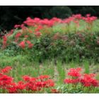 Red Spider lily-4