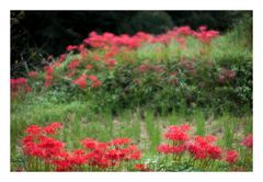 Red Spider lily-4