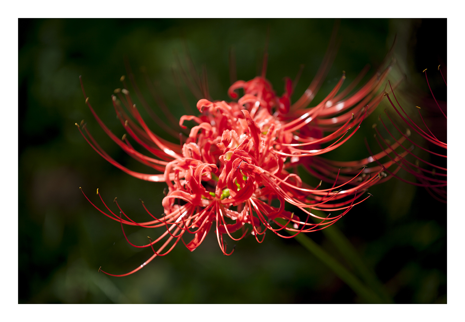 Red Spider lily