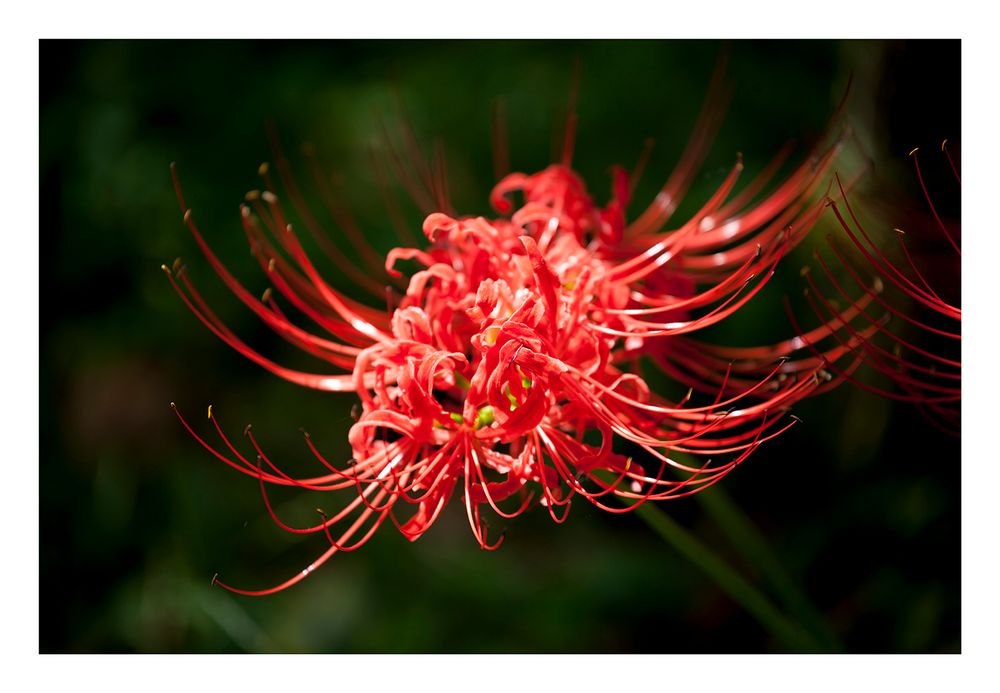 Red Spider lily