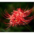 Red Spider lily