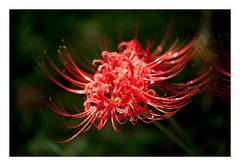 Red Spider lily