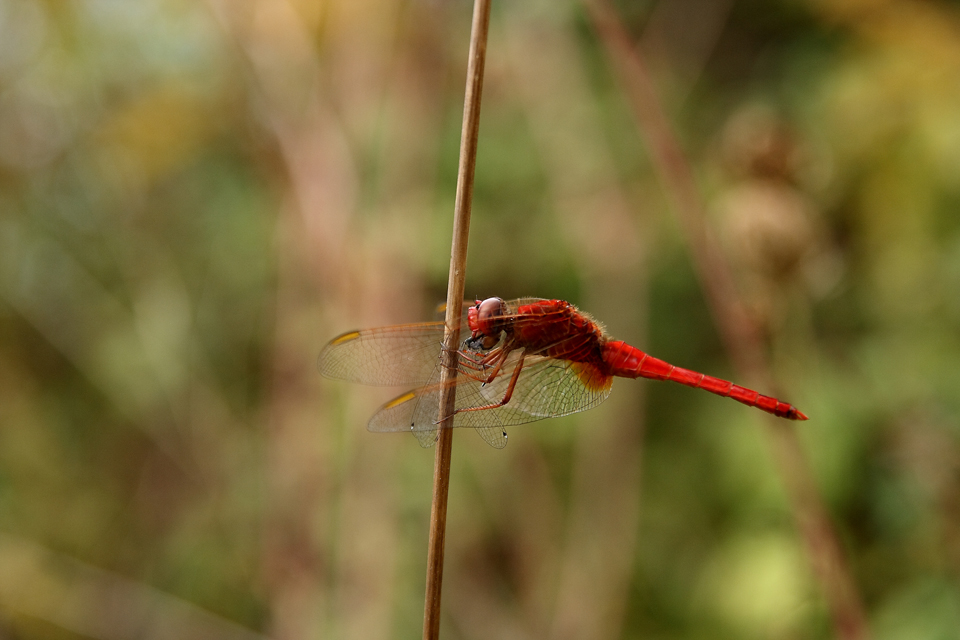 Red spike