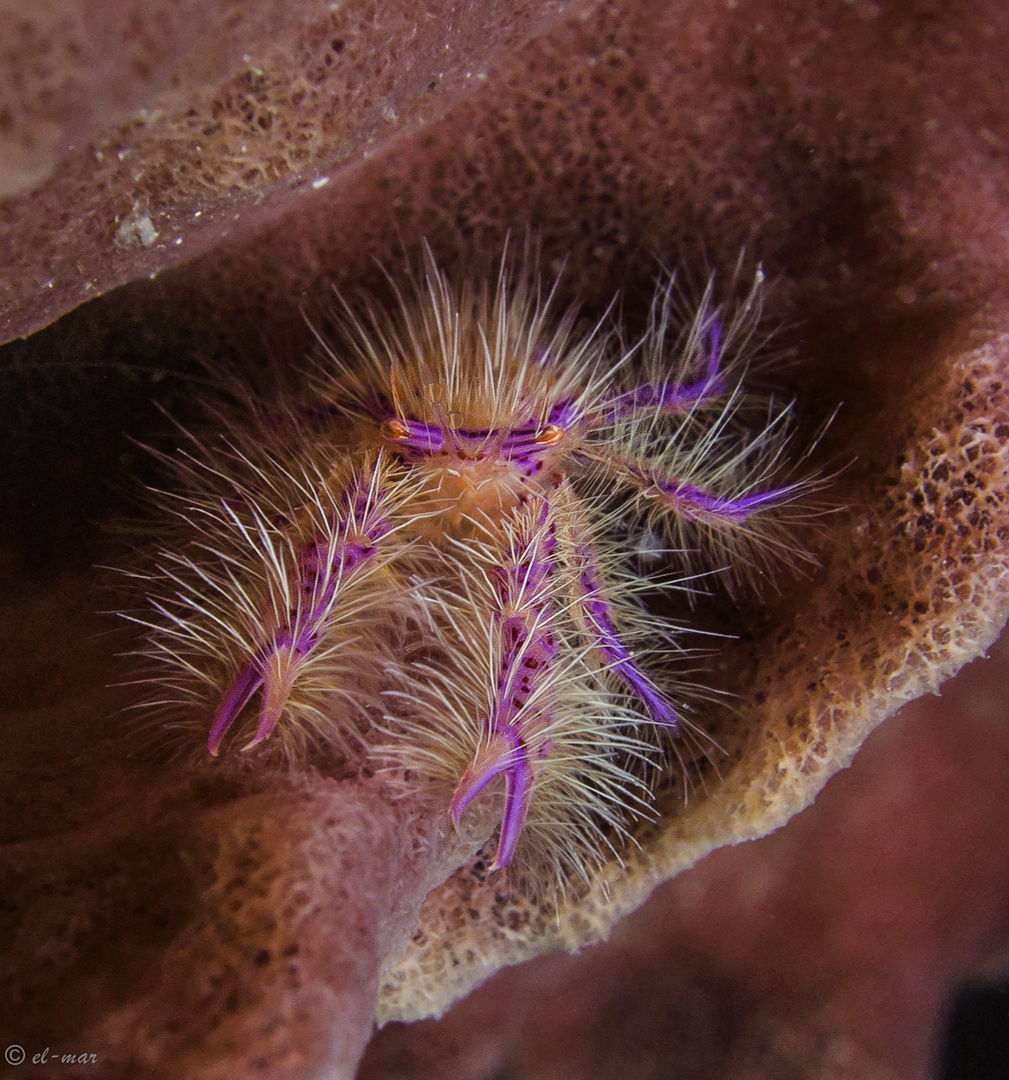 red sponge crab