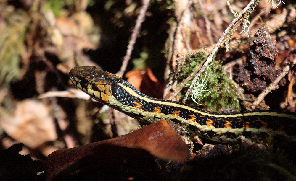 Red Spotted Garter Snake