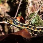 Red Spotted Garter Snake