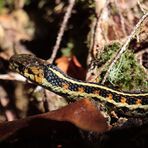 Red Spotted Garter Snake