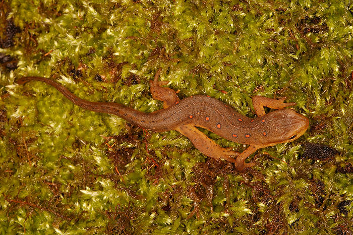 Red Spotted Newt