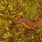 Red Spotted Newt