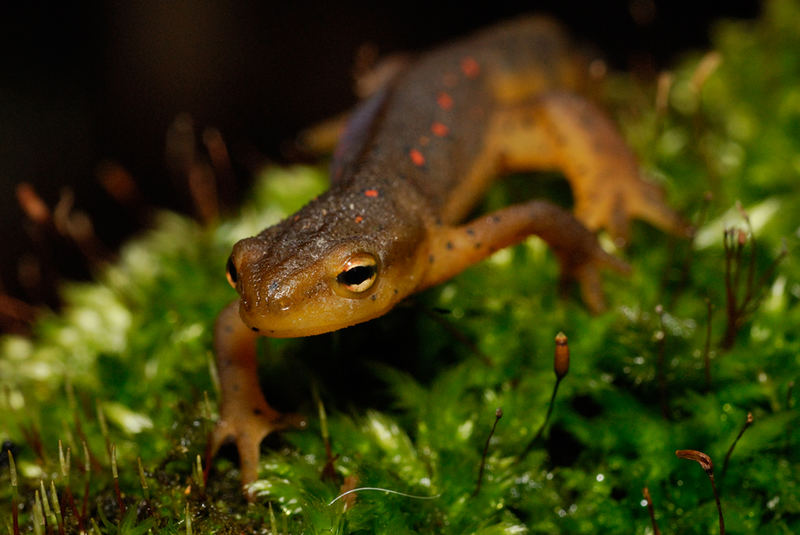 Red-spotted Newt