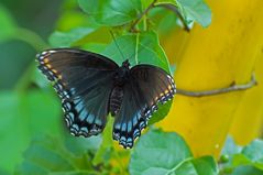 Red-spotted Purple (Limenitis astyanax arthemis)_