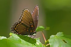 Red-spotted Purple (Limenitis astyanax arthemis)