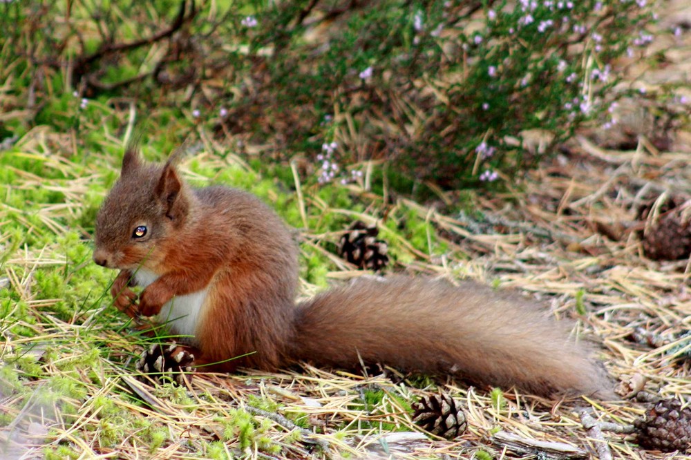 Red Squirel